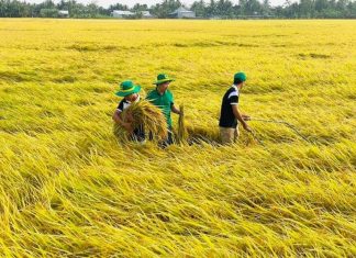 Thúc tiến độ Đề án 1 triệu ha lúa chất lượng cao Thúc tiến độ Đề án 1 triệu ha lúa chất lượng cao