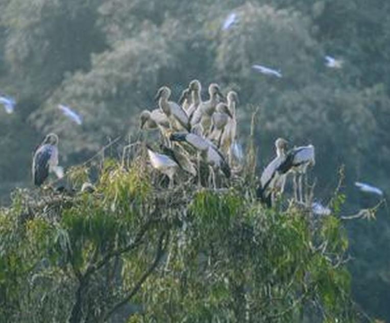 So luong chim o Thung Nham len den hang nghin con min - Ninh Bình: Độc đáo vườn chim tự nhiên lớn nhất miền Bắc