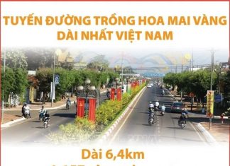 Tuyến đường trồng hoa mai vàng dài nhất Việt Nam