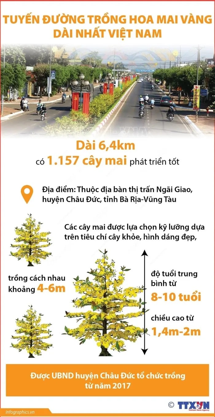 Tuyen duong trong hoa mai vang dai nhat Viet Nam min - Tuyến đường trồng hoa mai vàng dài nhất Việt Nam