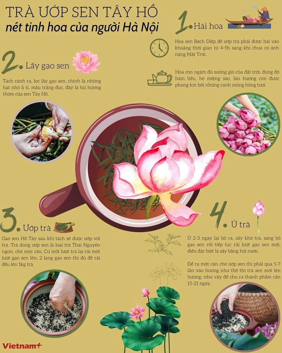 Ướp trà sen Tây Hồ, một nét tinh hoa của người Hà Nội Ướp trà sen Tây Hồ, một nét tinh hoa của người Hà Nội
