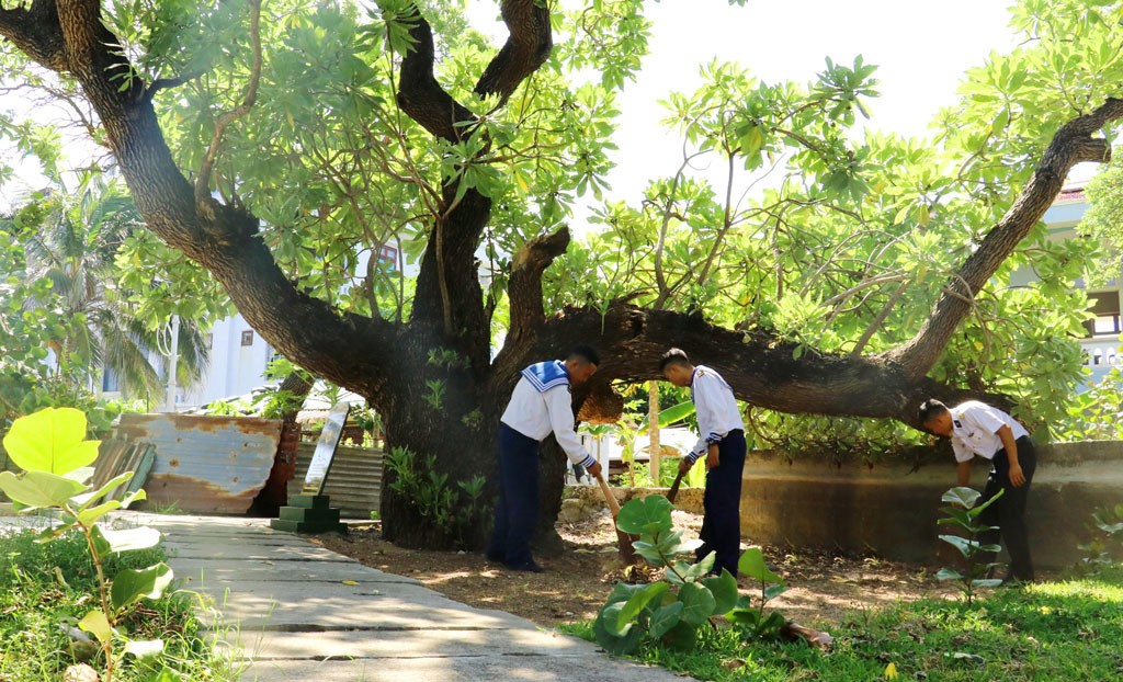 Vẻ đẹp sừng sững của cây phong ba, cây bão táp trên quần đảo Trường Sa Vẻ đẹp sừng sững của cây phong ba, cây bão táp trên quần đảo Trường Sa