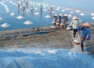 Tạo cú huých để thương hiệu muối Bạc Liêu phát triển bền vững Tạo cú huých để thương hiệu muối Bạc Liêu phát triển bền vững