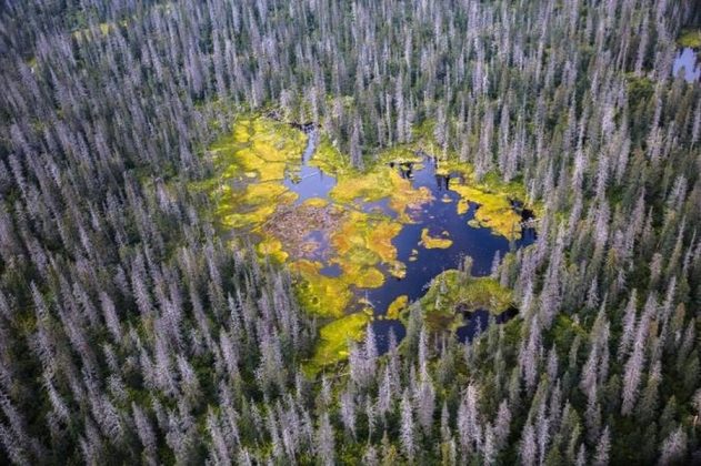 Hồ nước h&igrave;nh tr&aacute;i tim trong C&ocirc;ng vi&ecirc;n quốc gia Katmai ở Alaska