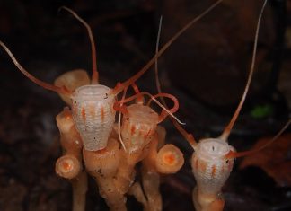 Phát hiện loài cây mới chuyên “đánh cắp” dinh dưỡng để tồn tại