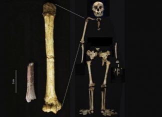 Hóa thạch phát hiện tại Indonesia cho thấy tổ tiên người Hobbit còn nhỏ bé hơn