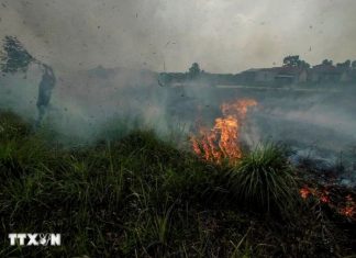 Indonesia: Nguy cơ cháy rừng tại nhiều khu vực do khô hạn kéo dài