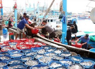 Ngư dân Ninh Thuận trúng lớn vụ cá Nam Ngư dân Ninh Thuận trúng lớn vụ cá Nam