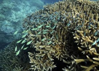 Rạn san hô Moore thuộc vùng biển Gunggandji ngoài khơi bờ biển Queensland ở miền đông Úc vào ngày 13/11/022. (Ảnh AP/Sam McNeil).