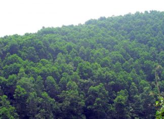 Phê duyệt Quy hoạch lâm nghiệp quốc gia thời kỳ 2021 - 2030
