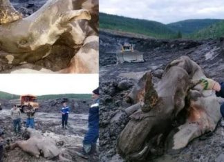 Đào vàng ở Siberia, nhóm thợ mỏ phát hiện 'xác ướp quái vật'