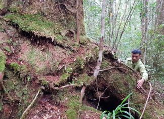 Loài cây quý, chỉ có duy nhất ở Việt Nam