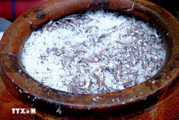 Cá Cơm than được trộn với muối Sa Huỳnh (Quảng Ngãi) để ủ thành nước mắm Nam Ô. 