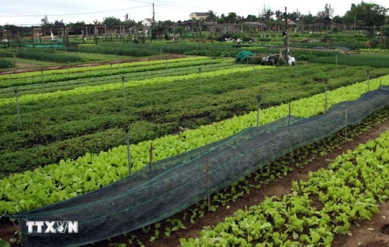 Một góc làng nghề trồng rau Trà Quế. 