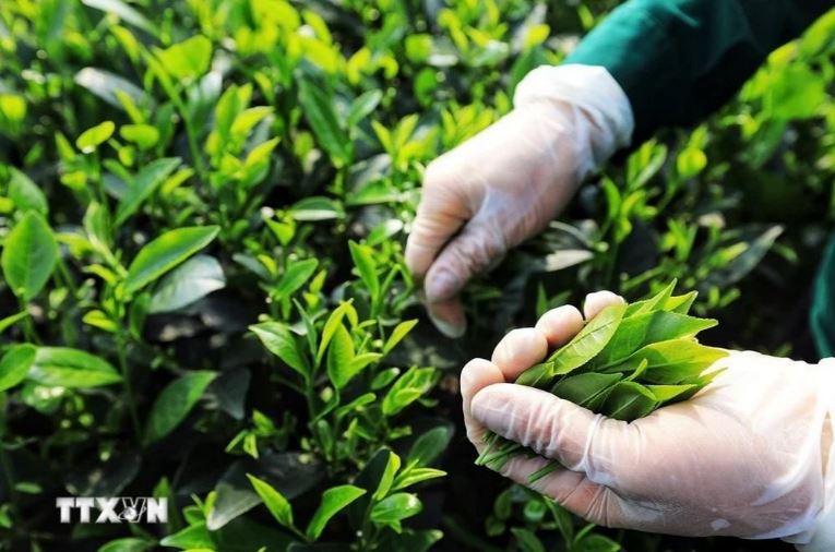 Búp chè thường được hái vào sáng sớm hoặc chiều muộn. 