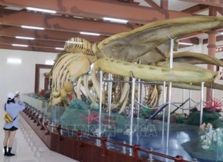 Hai bộ xương cá Ông ở huyện đảo Lý Sơn được xác lập kỷ lục lớn nhất Việt Nam