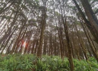 Khai thác nguồn lợi từ rừng gắn với mục tiêu phát triển bền vững