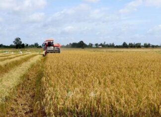 Long An đạt sản lượng trên 2,2 triệu tấn lúa chất lượng cao Long An đạt sản lượng trên 2,2 triệu tấn lúa chất lượng cao