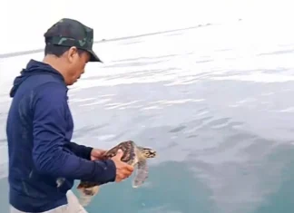 Quảng Ngãi thả nhiều cá thể động vật quý hiếm về môi trường tự nhiên Quảng Ngãi thả nhiều cá thể động vật quý hiếm về môi trường tự nhiên