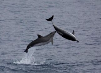 Quần đảo Azores trở thành khu bảo tồn biển lớn nhất ở Bắc Đại Tây Dương Quần đảo Azores trở thành khu bảo tồn biển lớn nhất ở Bắc Đại Tây Dương