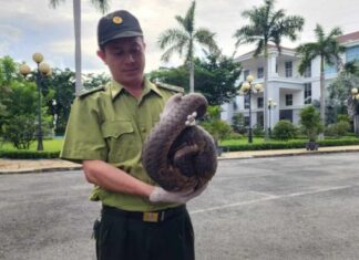 Tê tê quý liên tục xuất hiện sau đêm mưa ở quận 12 Tê tê quý liên tục xuất hiện sau đêm mưa ở quận 12