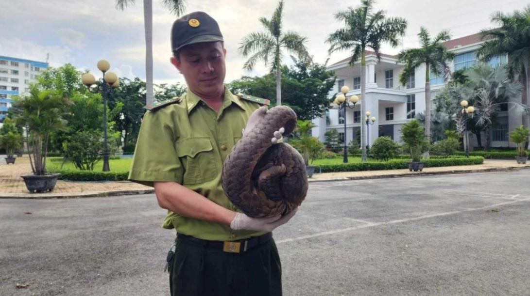 Tê tê quý liên tục xuất hiện sau đêm mưa ở quận 12