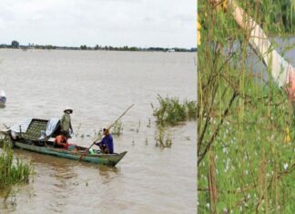 Về vùng đầu nguồn bắt cá linh, hái hoa điên điển mùa nước nổi