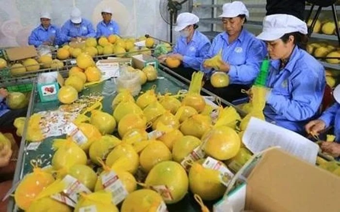 Bưởi đỏ Tân Lạc được đóng gói trước khi xuất khẩu. 