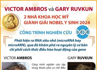 Infographics: Hai nhà khoa học Mỹ được vinh danh với Giải Nobel Y sinh 2024
