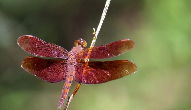 Lo&agrave;i "Neurothemis Fluvia" thuộc họ chuồn chuồn ng&ocirc; được biết đến tại Việt Nam, ch&uacute;ng xuất hiện nhiều nhất ở những ao nước, k&ecirc;nh mương, ruộng nước&hellip; thậm ch&iacute; l&agrave; ở những vũng nước đọng sau mưa.