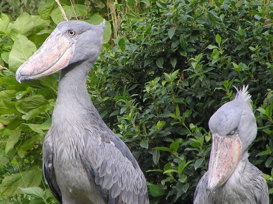 Lo&agrave;i chim n&agrave;y c&oacute; mỏ d&agrave;i, sắc, k&egrave;m đ&ocirc;i ch&acirc;n d&agrave;i g&acirc;n guốc biến n&oacute; th&agrave;nh hung thần đầm lầy
