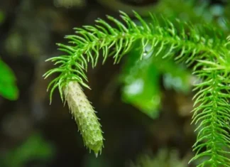 Cây 'rồng qua núi' xưa ít ai để ý, nay có tiền chưa chắc mua được