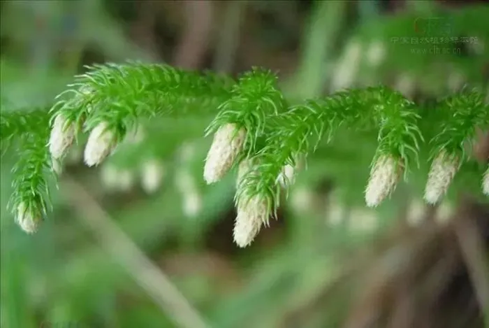 cây thạch tùng, tên khoa học Lycopodium clavatum. Người Trung Quốc cũng gọi nó là cây "quá sơn long" (rồng qua núi).