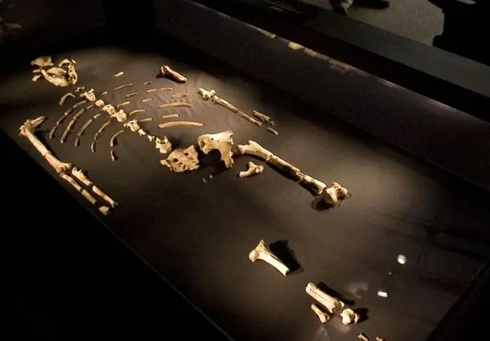 Hóa thạch Lucy - bộ xương của một Australopithecus afarensis (một loài thuộc phân tông Người) đã tuyệt chủng, từng sinh sống tại Đông Phi vào khoảng 3,9–2,9 triệu năm trước. 
