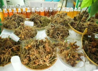 Quảng Nam: Đưa Sâm Ngọc Linh thành sản phẩm mang thương hiệu quốc gia Quảng Nam: Đưa Sâm Ngọc Linh thành sản phẩm mang thương hiệu quốc gia