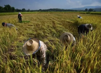 Toàn cảnh thị trường gạo thế giới với điểm nhấn khu vực châu Á