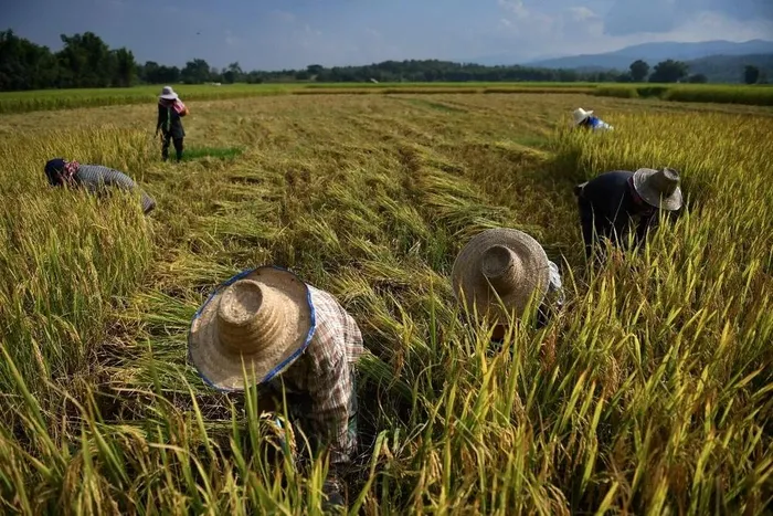 Toàn cảnh thị trường gạo thế giới với điểm nhấn khu vực châu Á