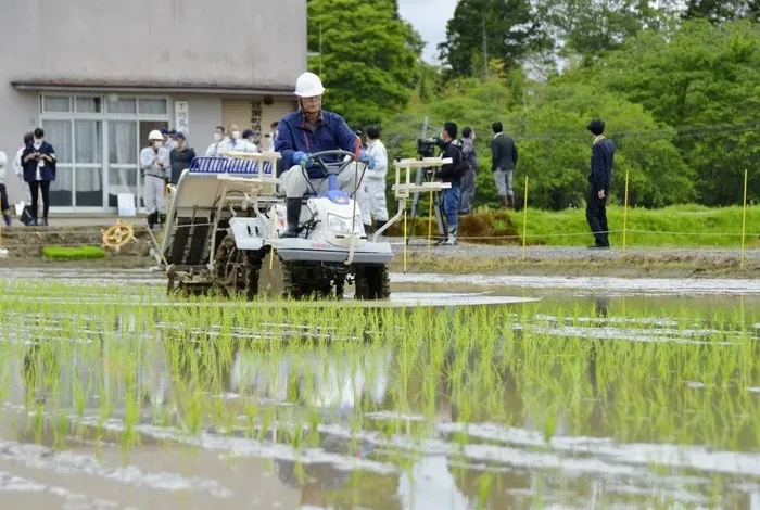 Nông dân trồng lúa trên cánh đồng tại Futaba, tỉnh Fukushima (Nhật Bản).