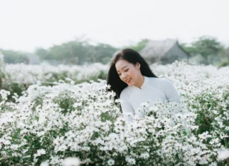 Xao xuyến cúc họa mi Xao xuyến cúc họa mi