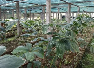 Trồng thành công giống sâm quý trên đất núi Nghệ An Trồng thành công giống sâm quý trên đất núi Nghệ An