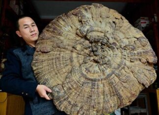 Loài nấm mệnh danh "vua miễn dịch", có giá nghìn tỷ đồng