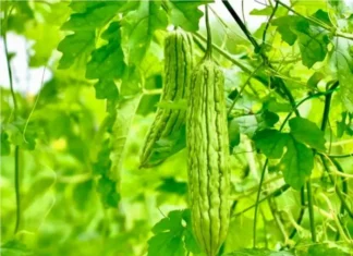 5 lợi ích sức khỏe đáng ngạc nhiên của nước ép mướp đắng 5 lợi ích sức khỏe đáng ngạc nhiên của nước ép mướp đắng