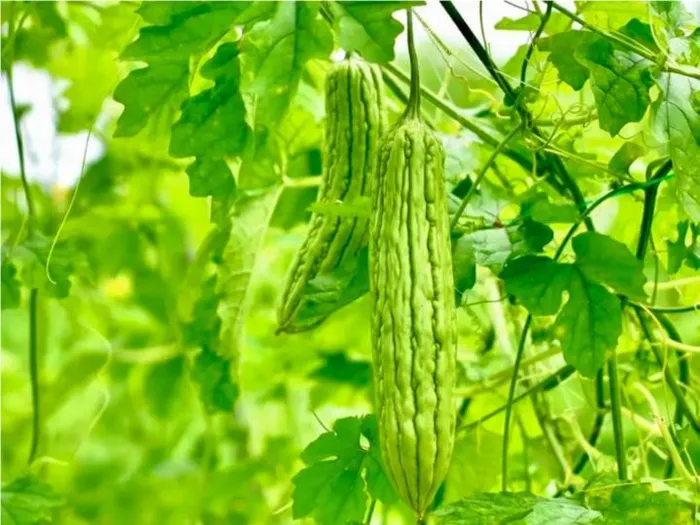 5 lợi ích sức khỏe đáng ngạc nhiên của nước ép mướp đắng