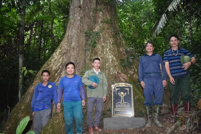 Cây di sản bên trong Khu BTTN Pù Hu.