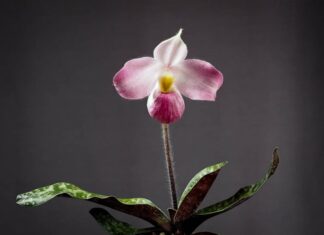 Loài hoa lan độc nhất vô nhị trên thế giới, chỉ có ở Việt Nam Loài hoa lan độc nhất vô nhị trên thế giới, chỉ có ở Việt Nam