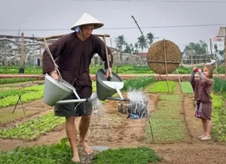 Chuyện ‘giữ mình’ của làng rau Trà Quế Chuyện 'giữ mình' của làng rau Trà Quế