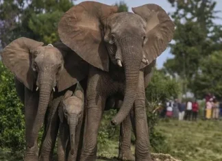 Kenya chào đón cặp voi sinh đôi quý hiếm ngày đầu năm mới