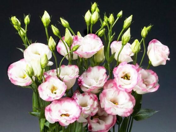 Hoa c&aacute;t tường: Mang vẻ đẹp nhẹ nh&agrave;ng, thanh tho&aacute;t, c&aacute;nh hoa mỏng manh, mềm mại tượng trưng cho sự trang trọng v&agrave; qu&yacute; ph&aacute;i. Ngo&agrave;i &yacute; nghĩa biểu trưng cho sự may mắn, hoa c&aacute;t tường c&ograve;n l&agrave; tiếng n&oacute;i của một t&igrave;nh y&ecirc;u đầy tinh tế. Hoa c&aacute;t tường rất đa dạng về mặt m&agrave;u sắc, từ những ch&ugrave;m hoa đơn sắc hồng, v&agrave;ng. T&iacute;m, xanh bơ cho đến những ch&ugrave;m hoa trắng c&oacute; viền t&iacute;m hay viền hồng&hellip;