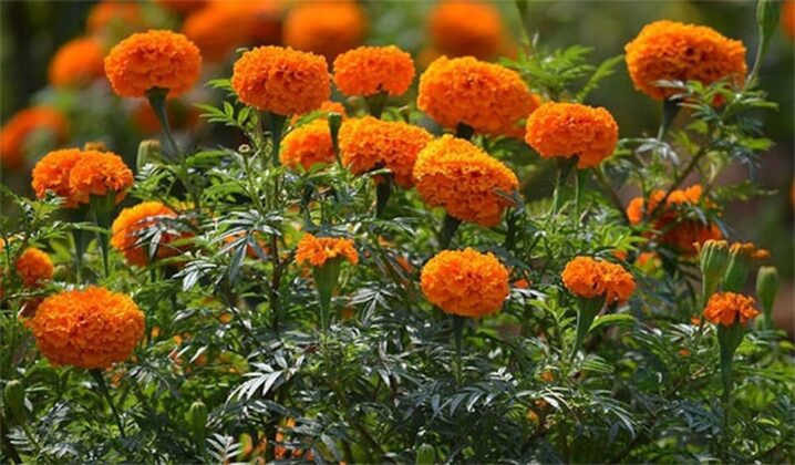 Hoa vạn thọ: T&ecirc;n gọi quen thuộc của miền Nam, c&ograve;n với miền Bắc được gọi l&agrave; c&uacute;c vạn thọ. Với sắc v&agrave;ng đặc trưng hay m&agrave;u cam rực rỡ, những chậu vạn thọ gần như kh&ocirc;ng thể thiếu đối với mỗi gia đ&igrave;nh Việt mỗi dịp tết đến. Vạn thọ mang &yacute; nghĩa như t&ecirc;n gọi của n&oacute;, biểu trưng cho sự trường thọ, bền vững d&agrave;i l&acirc;u. C&aacute;t tường như &yacute;, điều m&agrave; mỗi người lu&ocirc;n mong muốn cho cả gia đ&igrave;nh m&igrave;nh.