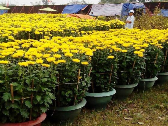 Hoa c&uacute;c: C&ugrave;ng với mai v&agrave; đ&agrave;o th&igrave; c&uacute;c l&agrave; lo&agrave;i hoa với th&ocirc;ng điệp của sự hoan hỉ, của sự cầu mong may mắn, ph&aacute;t t&agrave;i trong năm mới.